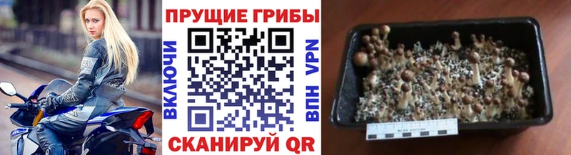 Псилоцибиновые грибы MAGIC MUSHROOMS Нязепетровск